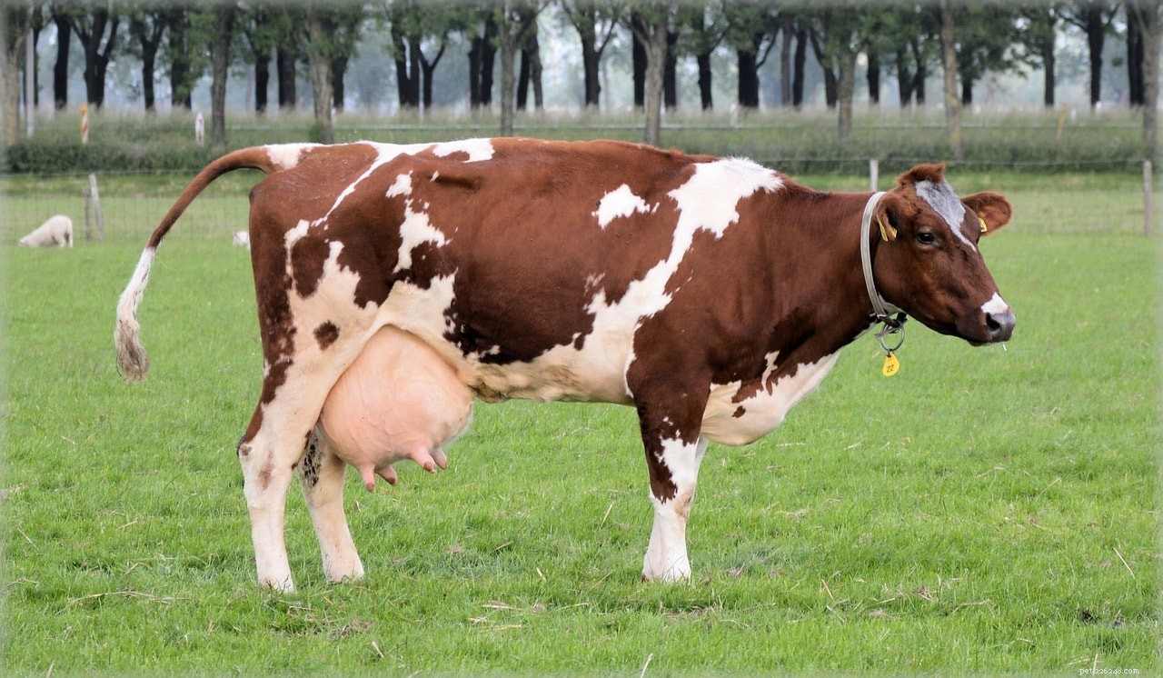 5 migliori razze di vacche da latte per la produzione di latte (con immagini)