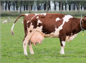 우유 생산을 위한 5가지 최고의 젖소 품종(사진 포함)