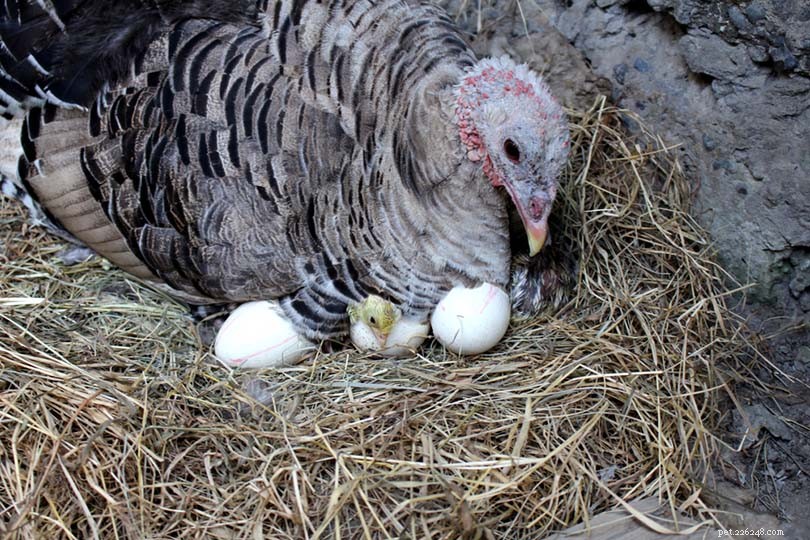 Kolik vajíček snášejí krůty? Kolik přežije?