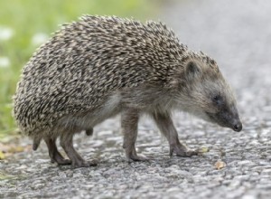 Jak rychle může ježek běžet? Vše, co potřebujete vědět!