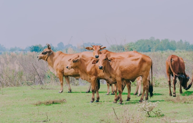 Tutte le mucche hanno le corna? Perché hanno le corna?