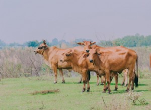 すべての牛には角がありますか？なぜ彼らは角を持っているのですか？ 