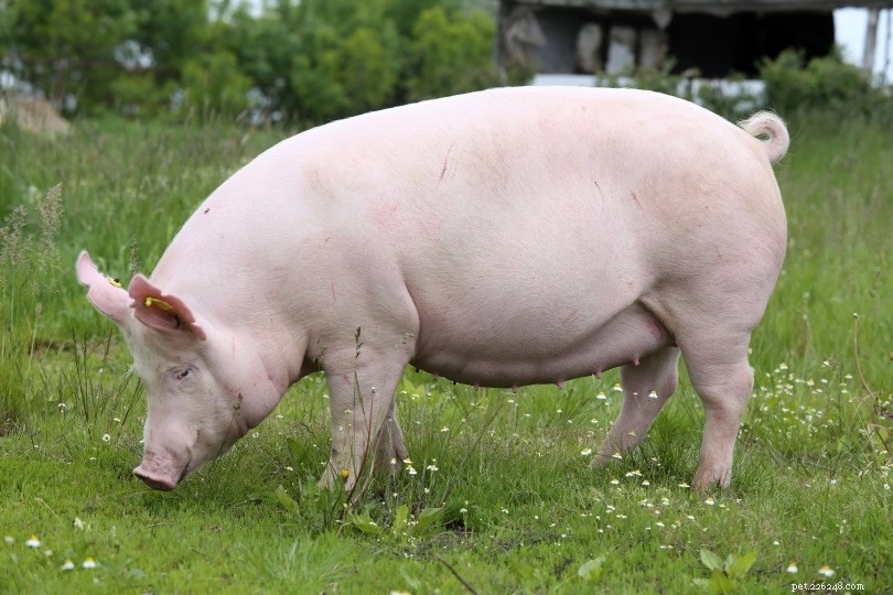 Zijn varkens alleseters, carnivoren of herbivoren? Wat u moet weten!