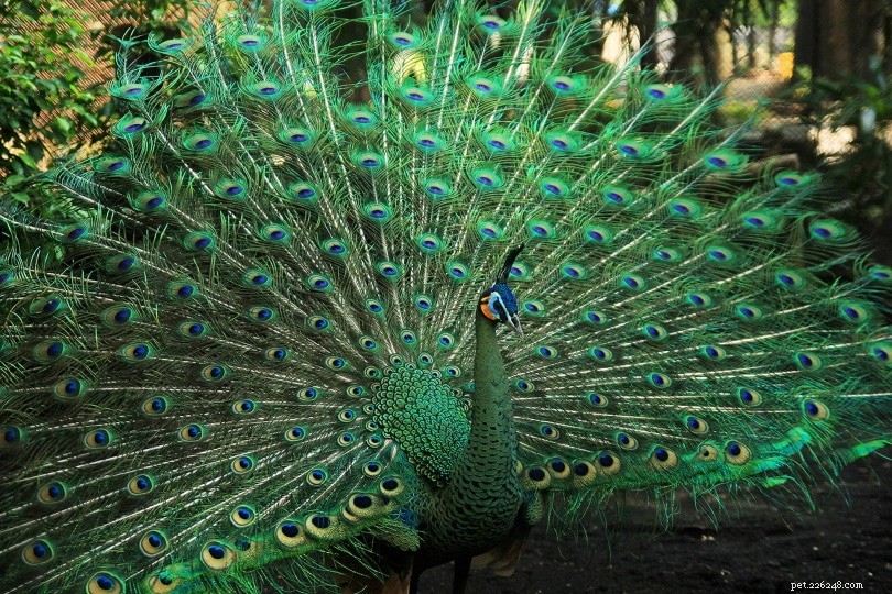 14 Fascinerande och roliga påfågelfakta du aldrig visste