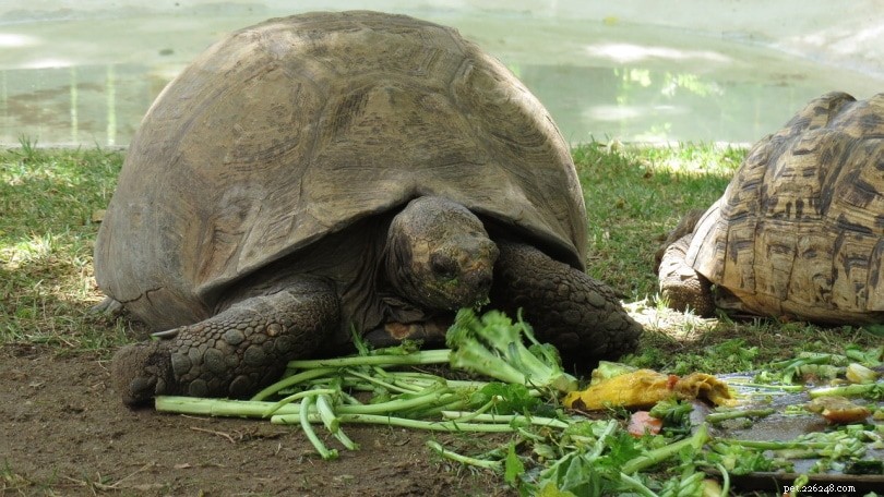 Как долго живут черепахи? (данные и факты о средней продолжительности жизни)