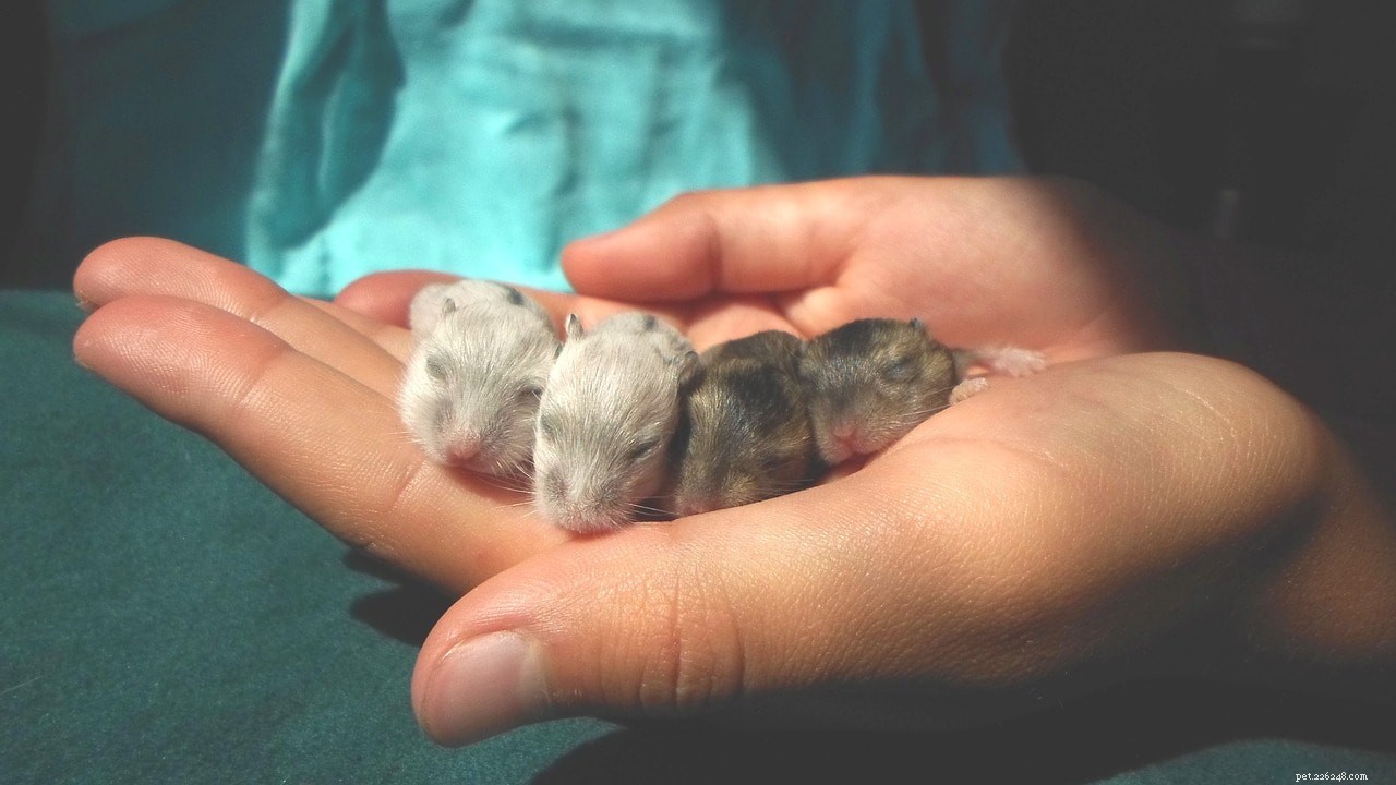 Quantos bebês os hamsters têm em uma ninhada? Guia de reprodução e reprodução