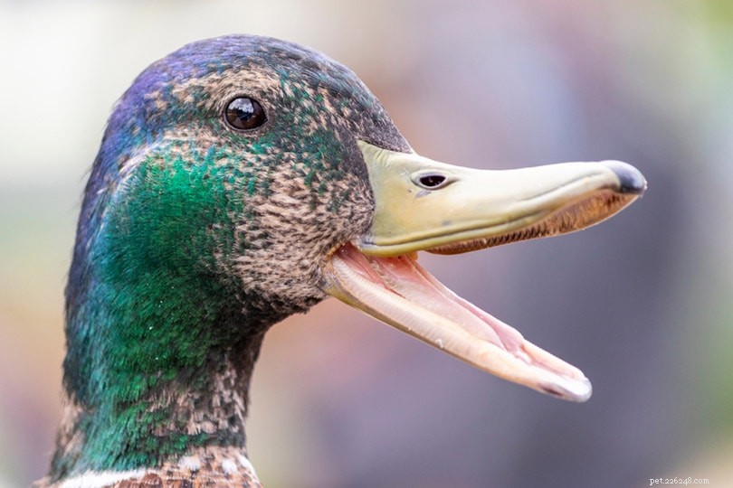 Os patos têm línguas? O que você precisa saber!