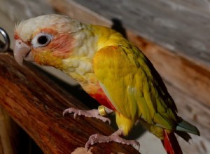 Suncheek Conure