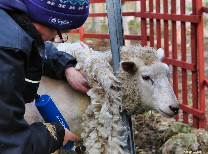 Waarom moeten schapen worden geschoren? Schuren schapen op natuurlijke wijze?