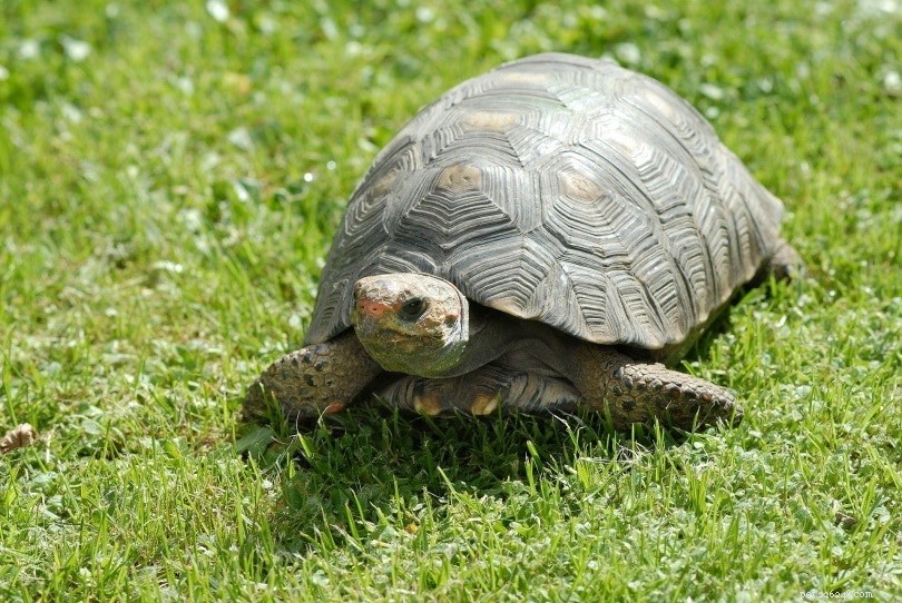 Quanto tempo as tartarugas vivem? (Dados e fatos sobre a vida útil média)