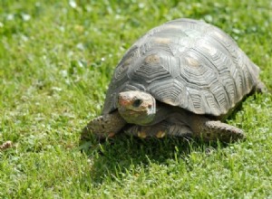 Jak dlouho žijí želvy? (Údaje a fakta o průměrné životnosti)