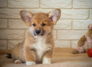 Jak dlouho žijí Corgis? (Údaje a fakta o průměrné životnosti)