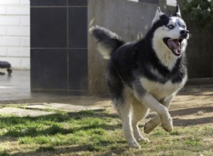 Jak dlouho žijí husky? (Údaje a fakta o průměrné životnosti)