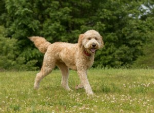 Jak dlouho žijí Goldendoodles? (Údaje a fakta o průměrné životnosti)