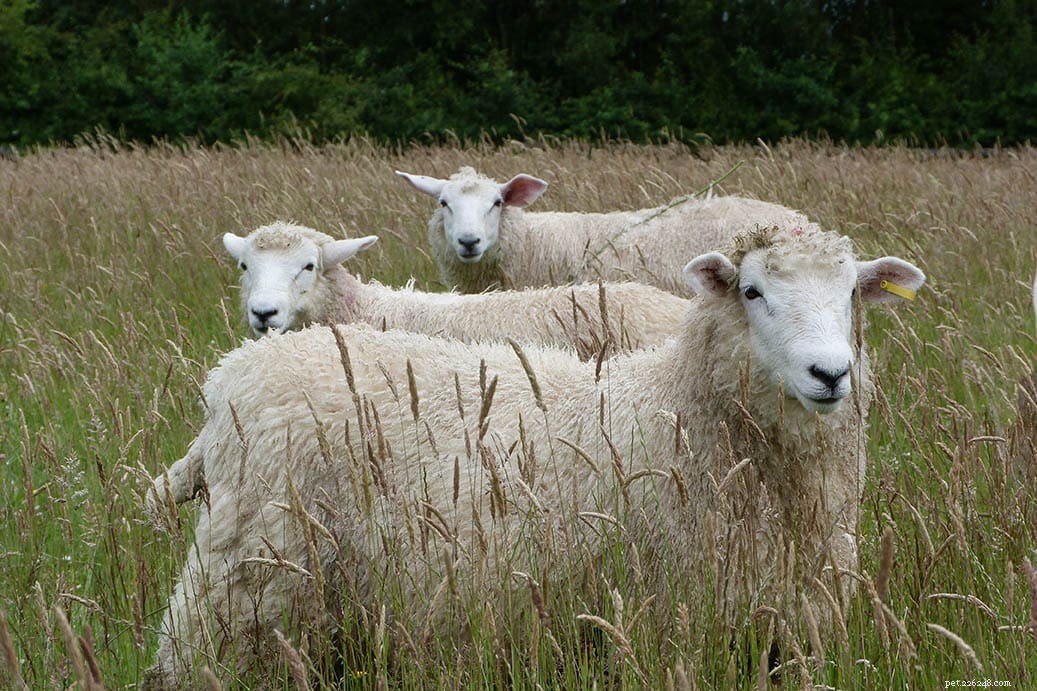 Jak ovce přežívají v divočině? Co potřebujete vědět!