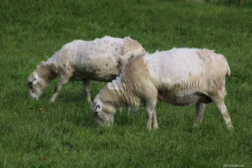 Hoe komen wilde schapen op natuurlijke wijze van hun wol af?