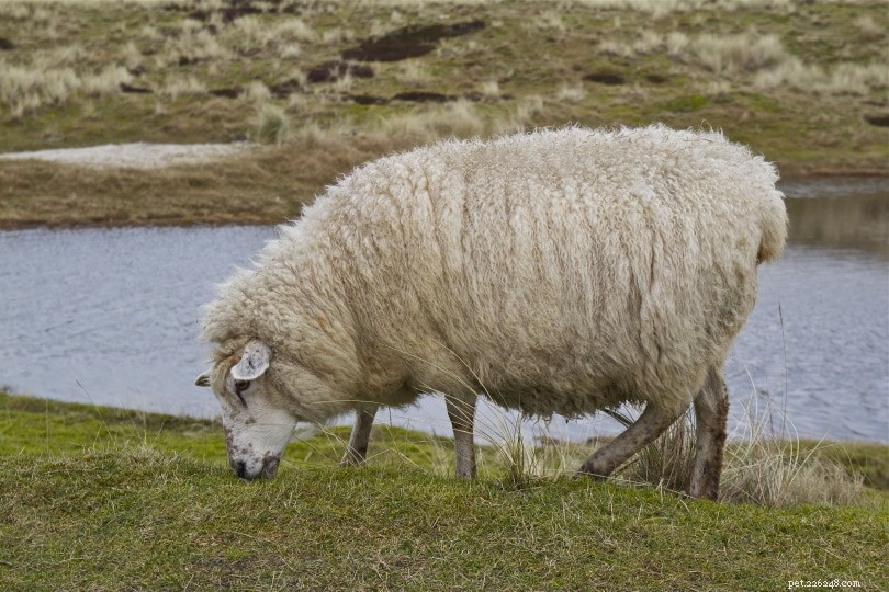 Les moutons ont-ils une queue ? Ce que vous devez savoir !