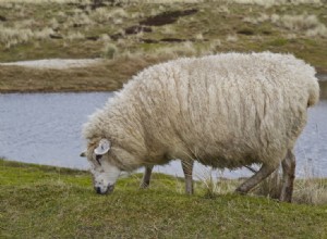 Mají ovce ocasy? Co potřebujete vědět!