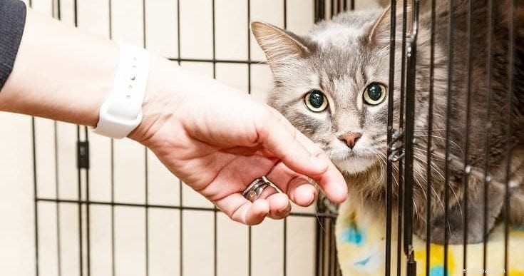 17 statistieken en feiten over adoptie van huisdieren in 2022