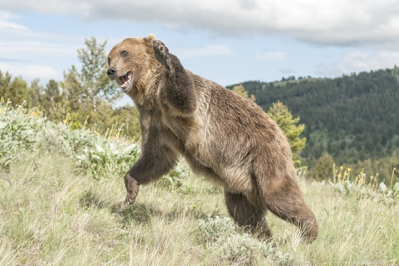 14 björnattackstatistik och fakta att veta 2022:Hur många attacker händer varje år?