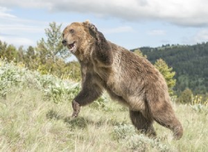 14 곰 공격 통계 및 2022년 알아야 할 사실:매년 얼마나 많은 공격이 발생합니까?