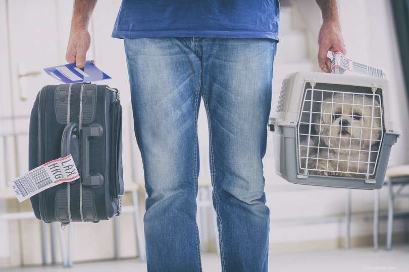 애완동물을 항공으로 운송하는 것이 얼마나 안전합니까? (2022년 사실 및 통계)