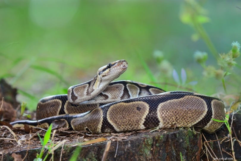 Combien de dents a un python royal ? La réponse pourrait vous surprendre !