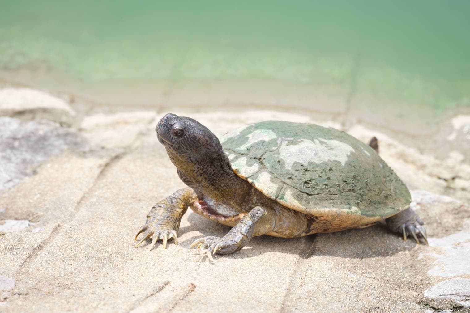 Var kan man köpa en husdjurssköldpadda? (Plus översikt över de bästa platserna)