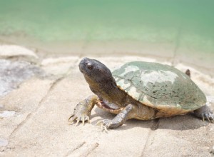 Kde koupit želvu jako domácího mazlíčka? (Plus, přehled nejlepších míst)