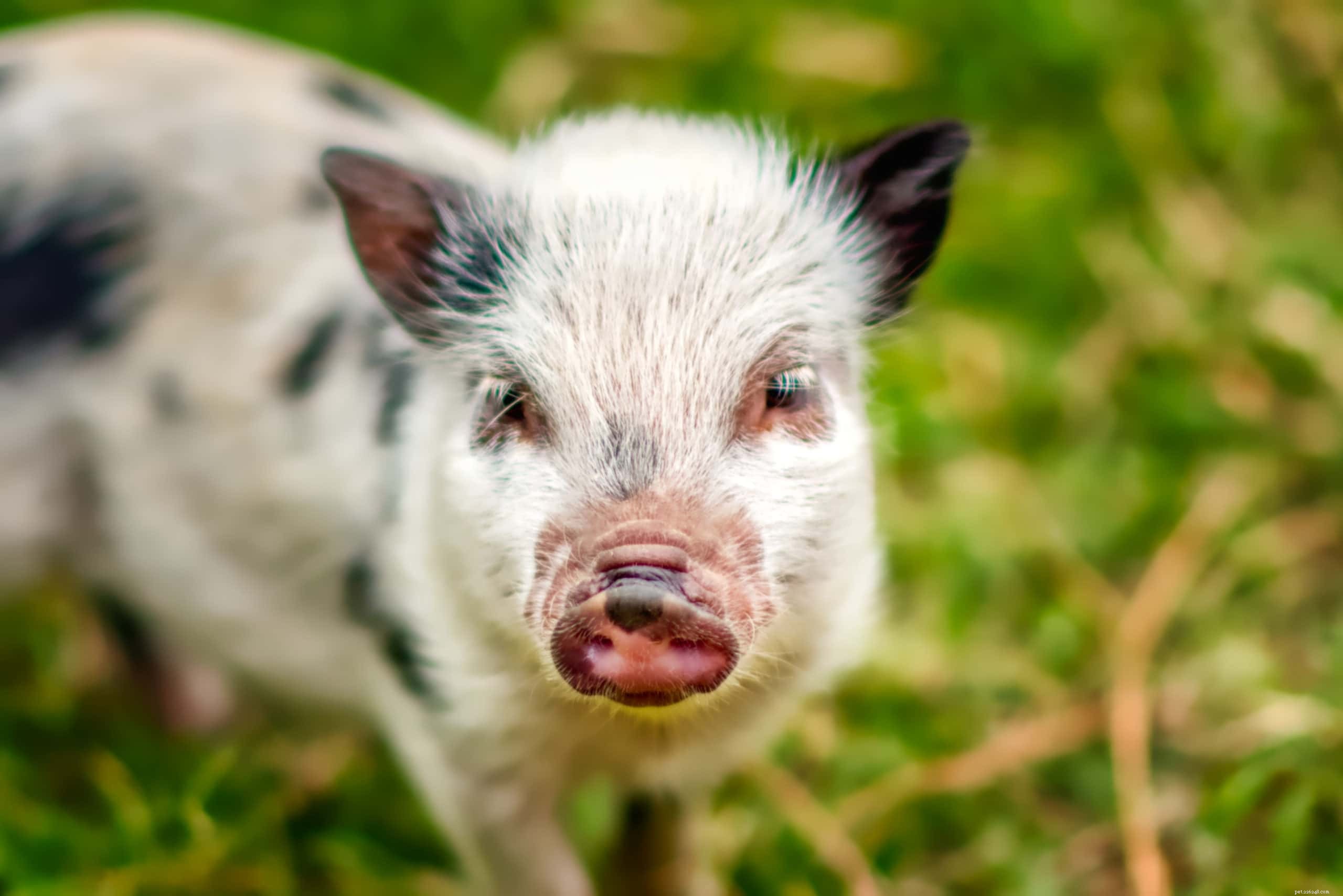 애완용 미니 돼지의 수명은 얼마나 됩니까? 찻잔 돼지 평균 수명 데이터 및 사실