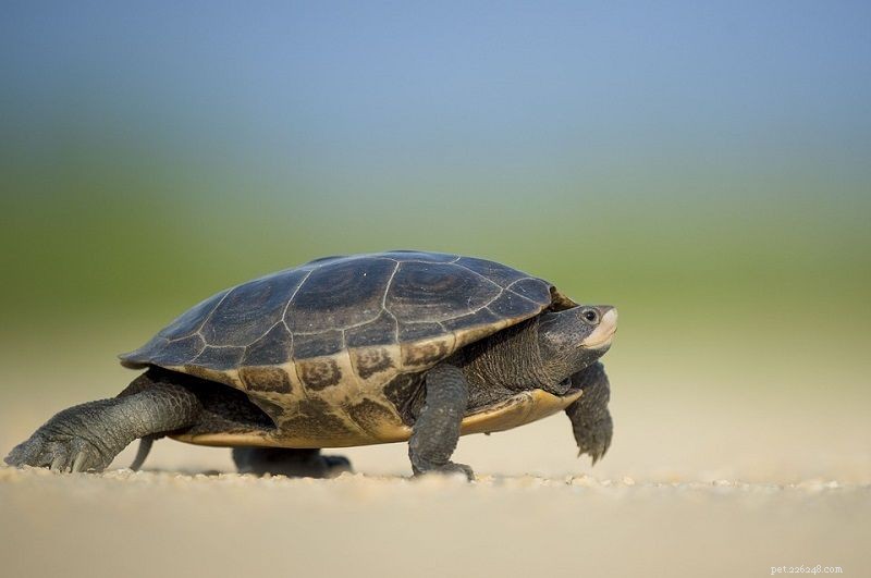 Kan een schildpad leven zonder zijn schild? Wat u moet weten!