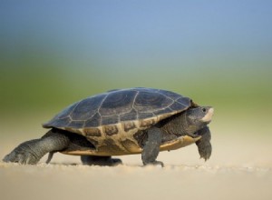 Může želva žít bez krunýře? Co potřebujete vědět!