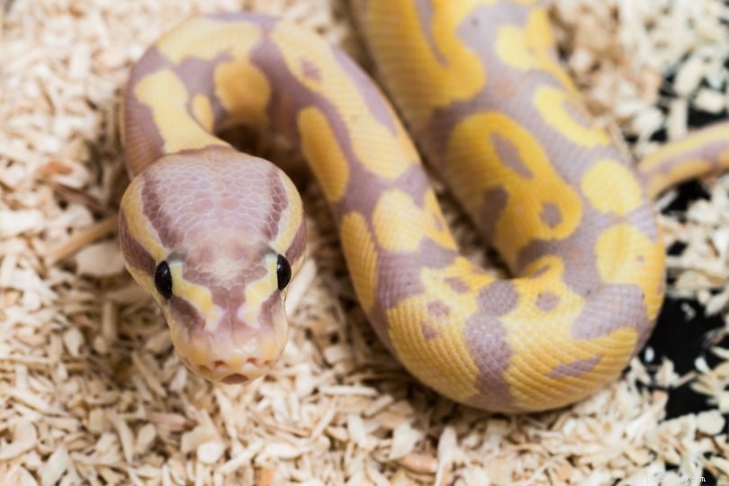 12 serpenti domestici più costosi del mondo (con immagini)