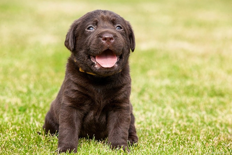 Waarom krijgen puppy s de hik? 10 mogelijke redenen en wat te doen (Antwoord van dierenarts)