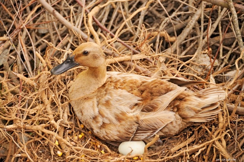 Quantos ovos os patos põem? Frequência, cronograma e taxa de sobrevivência
