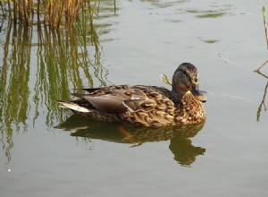 Jedí kachny ryby? Vše, co potřebujete vědět!