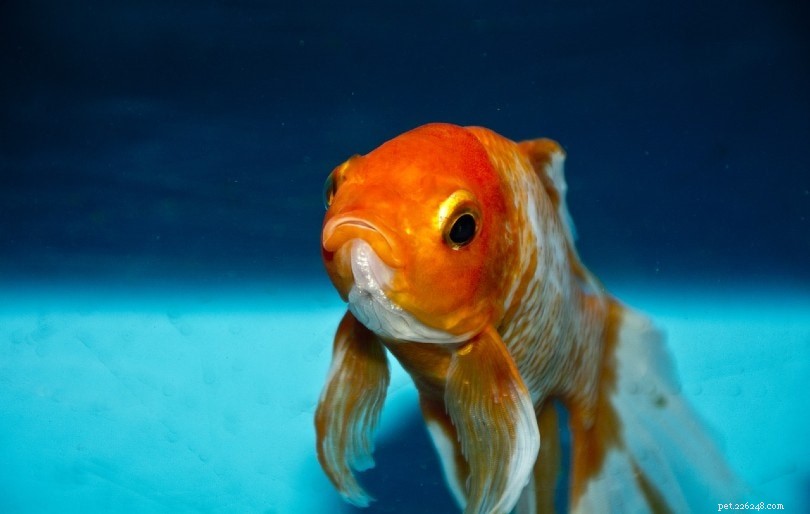 Hur länge lever guldfiskar? (Genomsnittlig livslängdsdata och fakta)