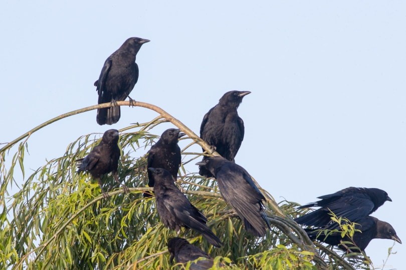 Perché i corvi si raccolgono in gran numero? 5 motivi per questo comportamento