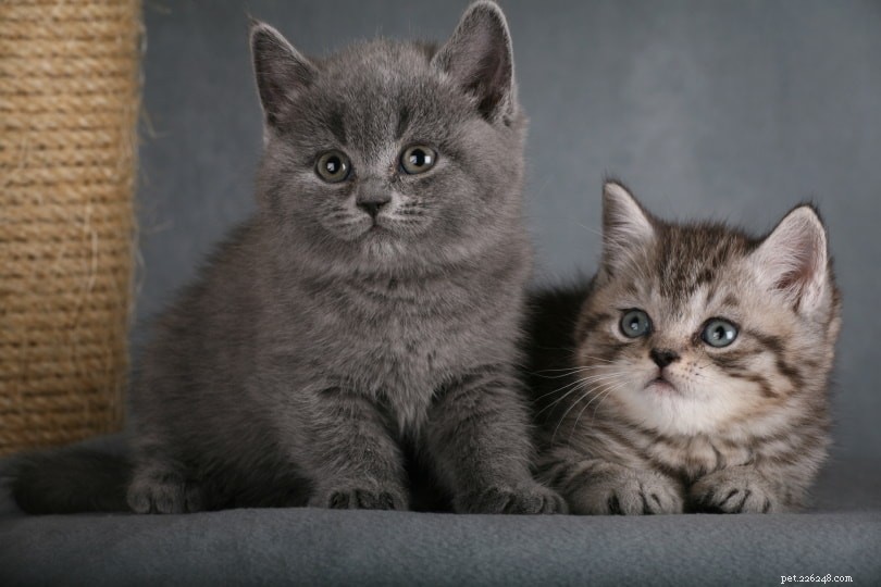 Hoe oud zijn kittens als ze voor het eerst lopen?