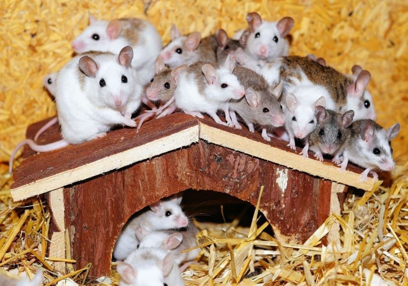 7 druhů odrůd domácích myší (s obrázky)