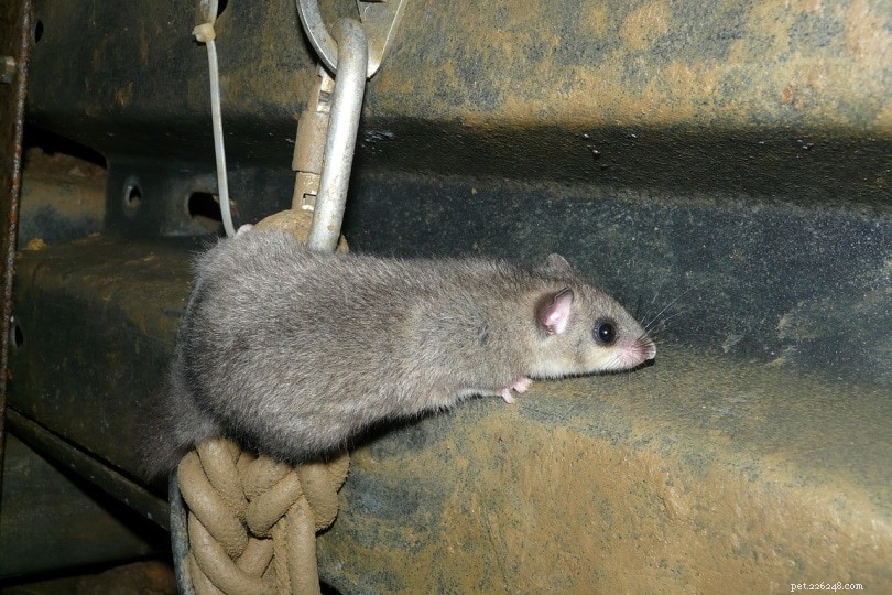 Les souris peuvent-elles grimper sur les murs et les escaliers ? Ce que vous devez savoir !