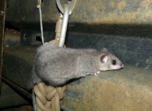 Dokážou myši vylézt po zdech a po schodech? Co potřebujete vědět!