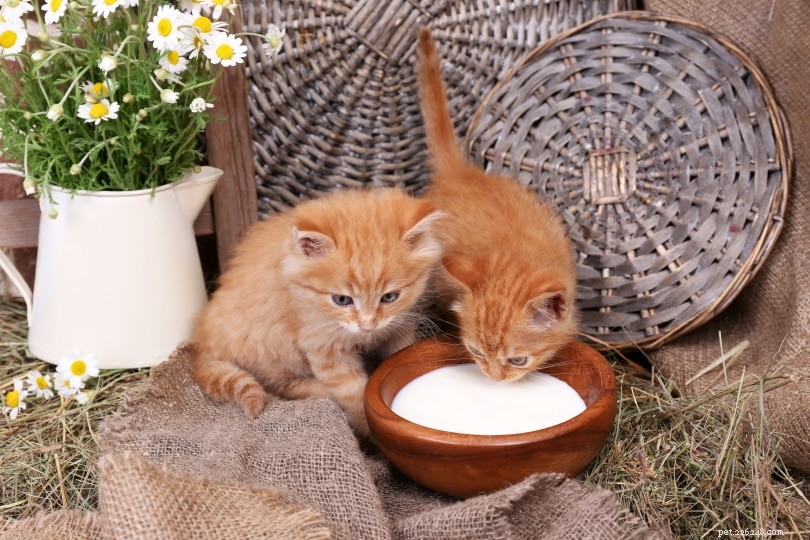 Kunnen kittens melk drinken? Wat u moet weten!