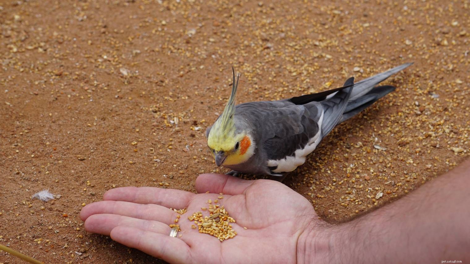 Come scegliere il giusto cibo per uccelli da compagnia:nutrizione, etichette e altro!