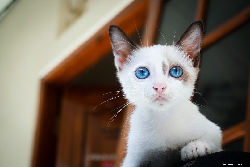 В каком возрасте глаза котенка меняют цвет?
