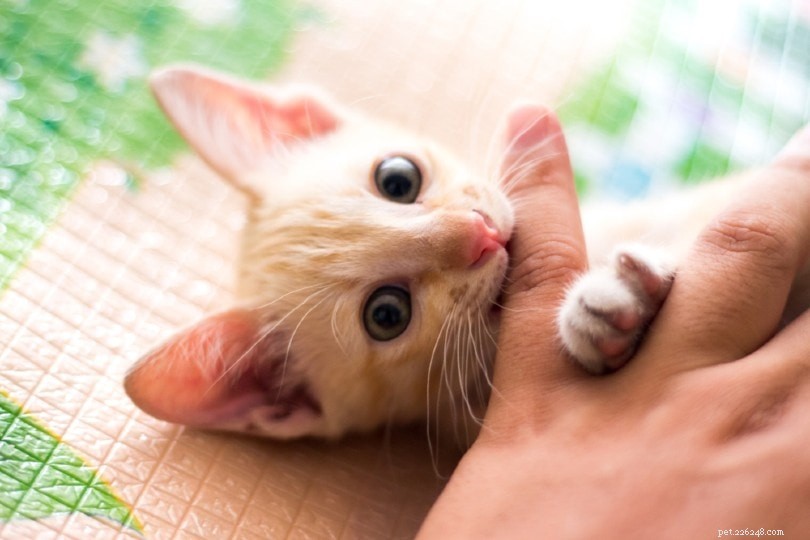 6 skäl till varför kattungar biter och hur man stoppar det