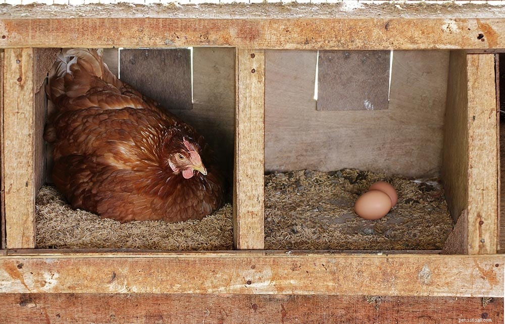 Leg kippen elke dag eieren? Wat u moet weten!