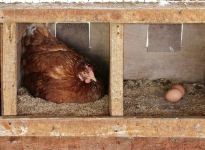 鶏は毎日卵を産みますか？あなたが知る必要があること！ 