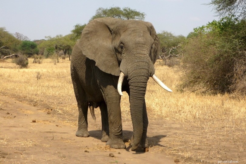Är det verkligen sant att elefanter är rädda för möss?