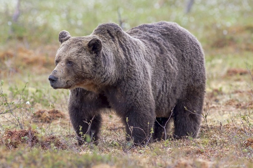 Нападают ли медведи на кур? Как защитить свое стадо